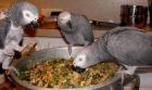 Talking Male and Female African Grey Parrots