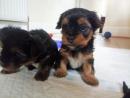 YORKIE PUPPIES AVAILABLE