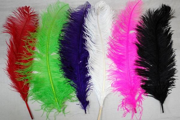 Peacock Feather Wholesale Supplier