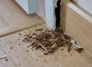 The Best Termite Control Services In Dubai