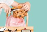 Dogs Grooming and Care Services Dubai