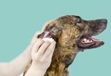 Dogs Grooming Services in Dubai