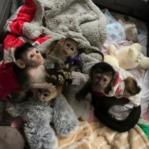 Cute  Capuchin Monkeys for Sale