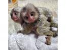 Finger Marmoset Monkeys for sale