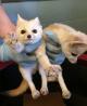 Lovely Registered Fennec fox for sale