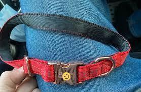 Tips to Buy Chain Dog Collars
