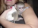 Chimpanzee, Capuchin,Squirrel,spider & marmoset monkeys available