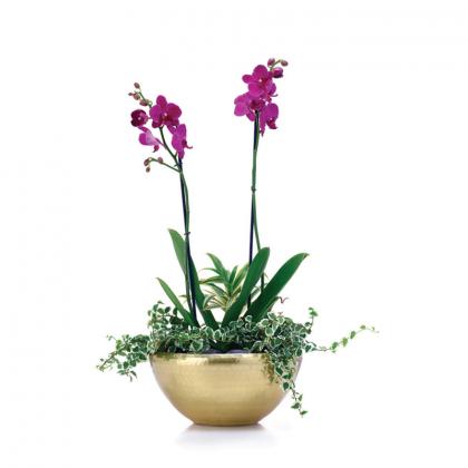 Searching For Office Table Top Plants In Dubai?