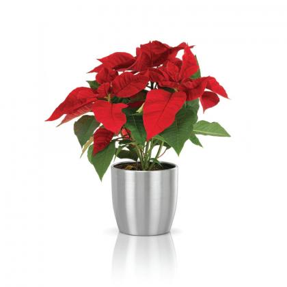 Searching For Office Table Top Plants In Dubai?