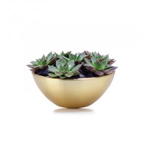 Searching For Office Table Top Plants In Dubai?