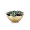 Searching For Office Table Top Plants In Dubai?