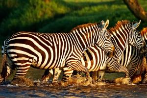 Kenya Safaris