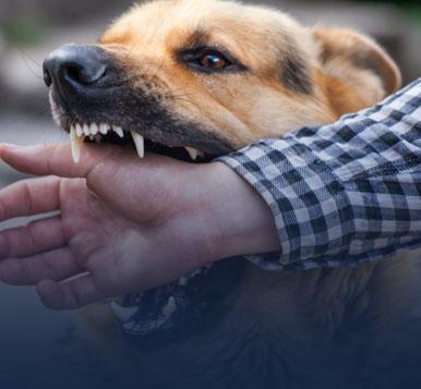 Palm Springs Dog Bite Attorney