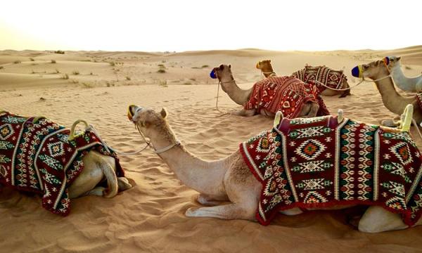 Best desert safari abu dhabi price & packages