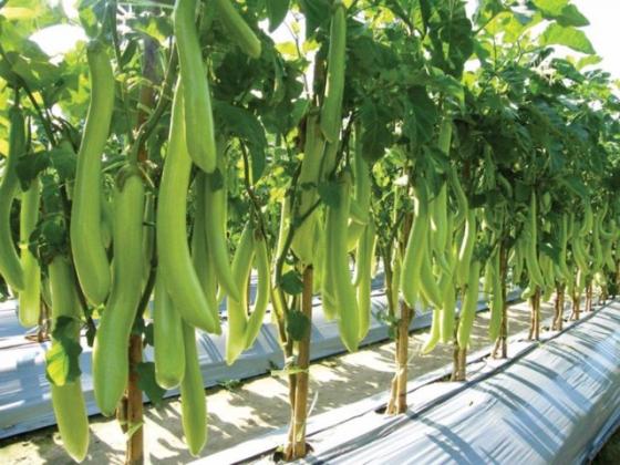 Tribe Group Distributors Of Herbal Sexual Products In Fairbanks City in Alaska Call ☏ +27710732372 Penis Enlargement Remedies In Novice City in Texas