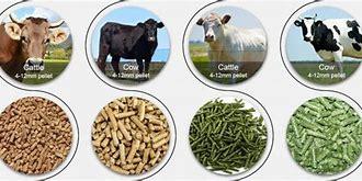 Wholesale Animal Feed