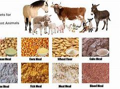 Wholesale Animal Feed