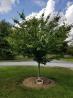 Memorial Trees For Loved Ones Near Me
