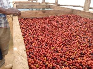 top-quality Ugandan robusta and Arabica coffee beans? Contact +27719755564.
