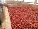 top-quality Ugandan robusta and Arabica coffee beans? Contact +27719755564.
